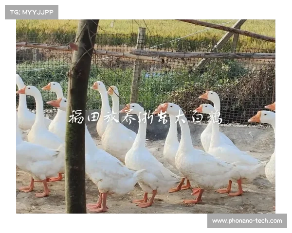 揭秘鹅鸭杀新职业与策略性玩法的巧妙结合及其影响力分析 揭秘鹅鸭杀新职业与策略性玩法的巧妙结合及其影响力分析