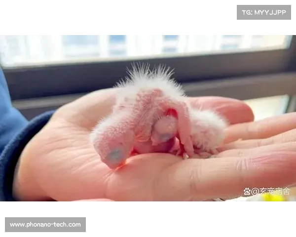 波克比进化全解析:从幼鸟到最终形态的成长与进化之路 波克比进化全解析:从幼鸟到最终形态的成长与进化之路